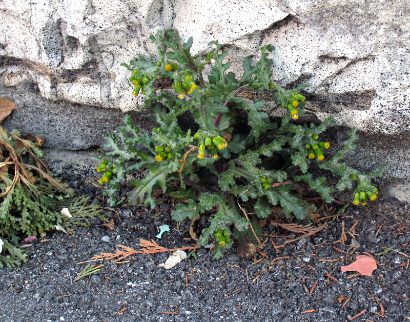 Senecio vulgaris / Senecione comune